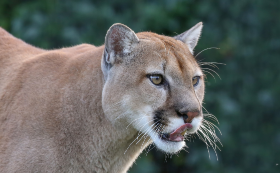 Kane County Connects